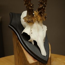 Bois de chevreuil mâle, poids 265 g, bois de chevreuil mâle sur socle de trophée 604.185