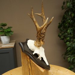Bois de chevreuil mâle, poids 265 g, bois de chevreuil mâle sur socle de trophée 604.185