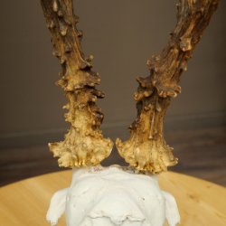 Bois de chevreuil mâle, poids 265 g, bois de chevreuil mâle sur socle de trophée 604.185