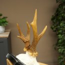 Corna di capriolo, corna di capriolo, corna di capriolo maschio su targa da trofeo 605.130
