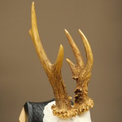 Corna di capriolo, corna di capriolo, corna di capriolo maschio su targa da trofeo 605.130