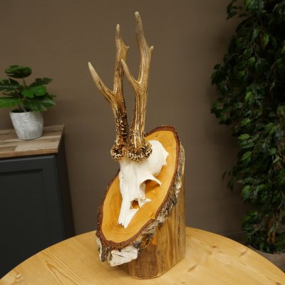 Deer Antlers, Roe Deer Antlers, Roe Buck on Birch Wood Sign 605.132