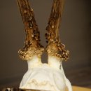 Deer Antlers, Roe Deer Antlers, Roe Buck on Birch Wood Sign 605.132