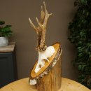 Deer Antlers, Roe Deer Antlers, Roe Buck on Birch Wood Sign 605.132