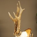 Deer Antlers, Roe Deer Antlers, Roe Buck on Birch Wood Sign 605.132