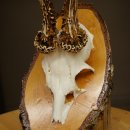 Deer Antlers, Roe Deer Antlers, Roe Buck on Birch Wood Sign 605.132