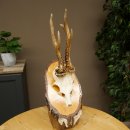 Deer Antlers, Roe Deer Antlers, Roe Buck on Birch Wood Sign 605.132