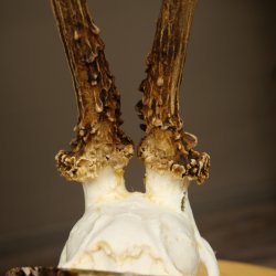 Deer Antlers, Roe Deer Antlers, Roe Buck on Birch Wood Sign 605.132