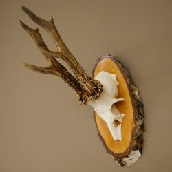 Deer Antlers, Roe Deer Antlers, Roe Buck on Birch Wood Sign 605.132