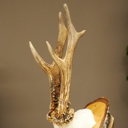 Deer Antlers, Roe Deer Antlers, Roe Buck on Birch Wood Sign 605.132