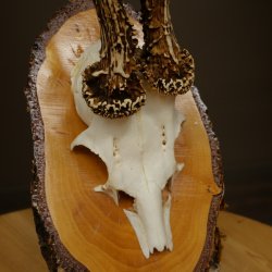 Deer Antlers, Roe Deer Antlers, Roe Buck on Birch Wood Sign 605.132