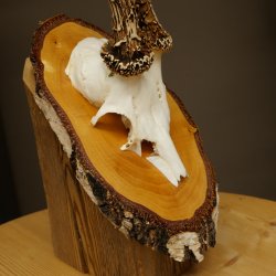 Deer Antlers, Roe Deer Antlers, Roe Buck on Birch Wood Sign 605.132