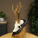 Reehoorn Reehoorn Blaasbok Hoorns Reebok op trofeeplaat 605.134