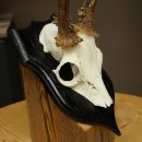 Reehoorn Reehoorn Blaasbok Hoorns Reebok op trofeeplaat 605.134