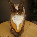 Deer Antlers, Roe Deer Antlers, Roe Buck on Birch Tree Sign 605.136
