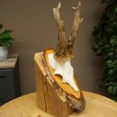 Deer Antlers, Roe Deer Antlers, Roe Buck on Birch Tree Sign 605.136