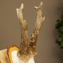 Deer Antlers, Roe Deer Antlers, Roe Buck on Birch Tree Sign 605.136