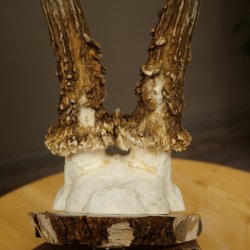 Deer Antlers, Roe Deer Antlers, Roe Buck on Birch Tree Sign 605.136