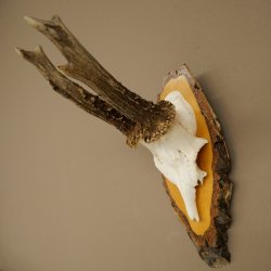Deer Antlers, Roe Deer Antlers, Roe Buck on Birch Tree Sign 605.136