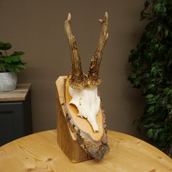Deer Antlers, Roe Deer Antlers, Roe Buck on Birch Tree Sign 605.136