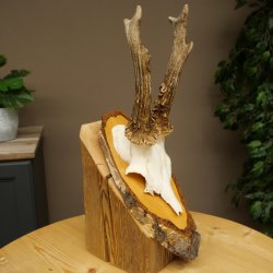 Deer Antlers, Roe Deer Antlers, Roe Buck on Birch Tree Sign 605.136