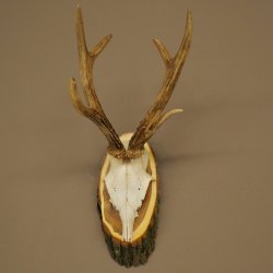 Rehgeweih Reh Geweih Gewicht 255g Gehörn Rehbock auf Akazie Schild 605.138