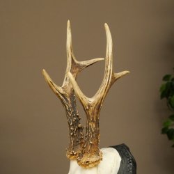 Corna di capriolo, corna di capriolo, trofeo di capriolo maschio su targa intagliata 606.153