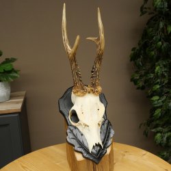 Corna di capriolo, corna di capriolo, trofeo di capriolo maschio su targa intagliata 606.153
