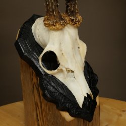 Corna di capriolo, corna di capriolo, trofeo di capriolo maschio su targa intagliata 606.153