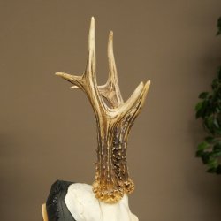 Corna di capriolo, corna di capriolo, trofeo di capriolo maschio su targa intagliata 606.153