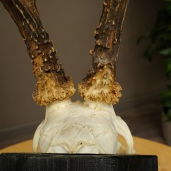 Corna di capriolo, corna di capriolo, trofeo di capriolo maschio su targa intagliata 606.153