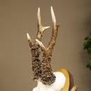 Bois de chevreuil, bois de biche, bois de mâle, bois de chevreuil sur un socle sculpté 609.103