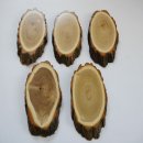 Akazien Schilder 5 er Set Reh Bock Trophäenschilder AF 19 cm Rehbock Schild Baumschild