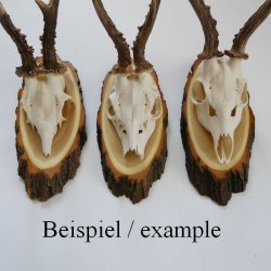 Akazien Schilder 5 er Set Reh Bock Trophäenschilder AF 19 cm Rehbock Schild Baumschild