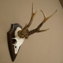 Reehoorn, ‘Brutale Rosen’, gewicht 290 g,...