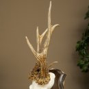 Reehoorn, ‘Brutale Rosen’, gewicht 290 g, reehoorn, bok, reehoorn, trofeeplaat 609.104