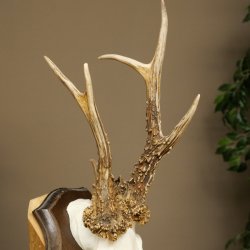 Reehoorn, ‘Brutale Rosen’, gewicht 290 g, reehoorn, bok, reehoorn, trofeeplaat 609.104