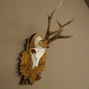 Roe Deer Antlers, Weight 310g, Roe Deer Antlers, Buck, Carved Trophy Shield 609.105