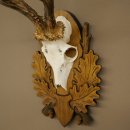 Roe Deer Antlers, Weight 310g, Roe Deer Antlers, Buck, Carved Trophy Shield 609.105