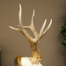 Roe Deer Antlers, Weight 310g, Roe Deer Antlers, Buck, Carved Trophy Shield 609.105