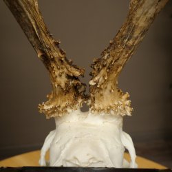 Roe Deer Antlers, Weight 310g, Roe Deer Antlers, Buck, Carved Trophy Shield 609.105