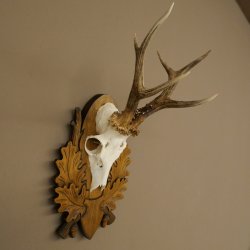 Roe Deer Antlers, Weight 310g, Roe Deer Antlers, Buck, Carved Trophy Shield 609.105