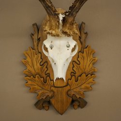 Roe Deer Antlers, Weight 310g, Roe Deer Antlers, Buck, Carved Trophy Shield 609.105