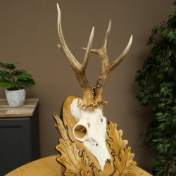 Roe Deer Antlers, Weight 310g, Roe Deer Antlers, Buck, Carved Trophy Shield 609.105