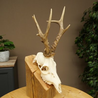 Roe deer antlers, weight 374 g; roe deer, approx. 10-point antlers; buck; roe deer antlers; antlers 609.107