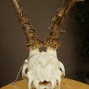 Roe deer antlers, weight 374 g; roe deer, approx. 10-point antlers; buck; roe deer antlers; antlers 609.107