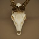 Roe deer antlers, weight 374 g; roe deer, approx. 10-point antlers; buck; roe deer antlers; antlers 609.107