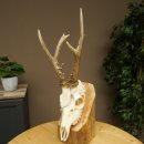 Roe deer antlers, weight 374 g; roe deer, approx. 10-point antlers; buck; roe deer antlers; antlers 609.107