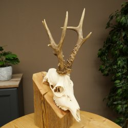Roe deer antlers, weight 374 g; roe deer, approx. 10-point antlers; buck; roe deer antlers; antlers 609.107