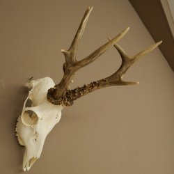 Roe deer antlers, weight 374 g; roe deer, approx. 10-point antlers; buck; roe deer antlers; antlers 609.107